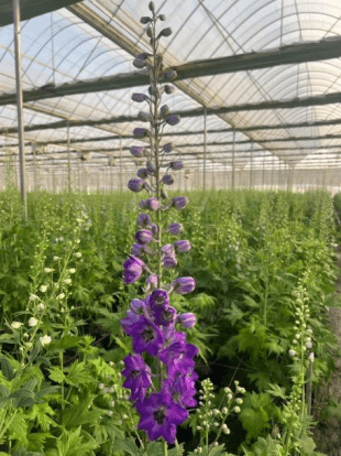 Delphinium Aurora Series Dark Purple极光深紫大飞燕 - FOREVERMORE