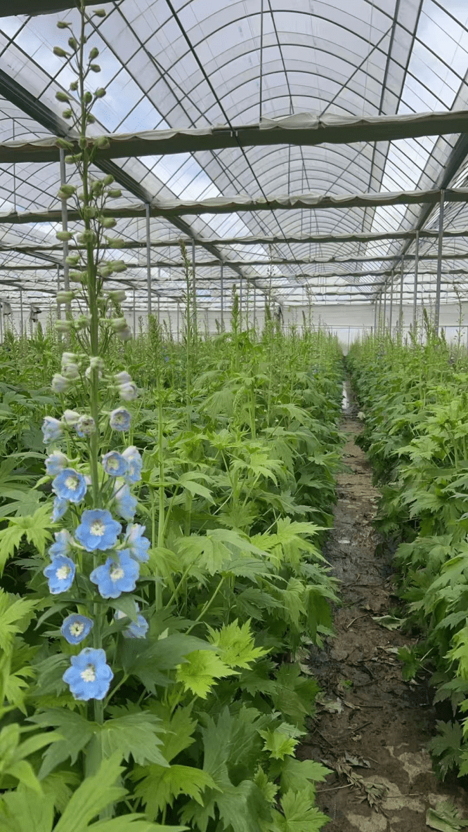 Delphinium Aurora Series Light Blue极光浅蓝大飞燕 - FOREVERMORE