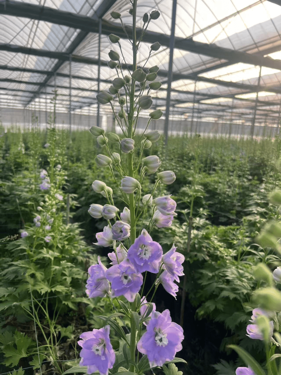 Delphinium Aurora Series Light Purple极光浅紫大飞燕 - FOREVERMORE