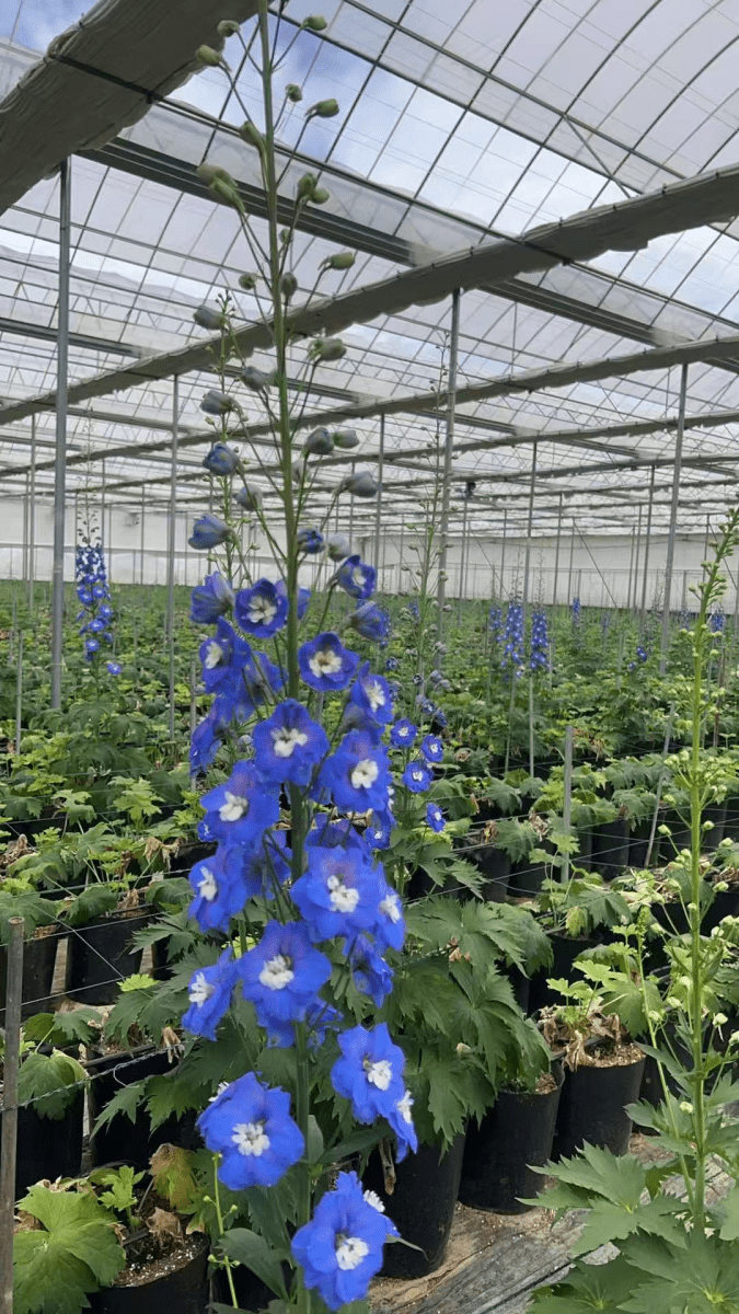 Delphinium Aurora SeriesDark Blue极光深蓝大飞燕 - FOREVERMORE