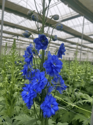 Delphinium Highlander Series Blue Ice Heart高地人蓝冰心 - FOREVERMORE