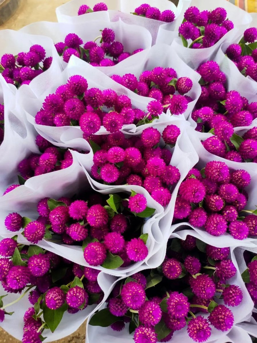 Gomphrena globosa Spary - dark pink千日红 - 玫红色 - FOREVERMORE