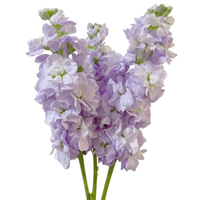 Matthiola - FOREVERMORE