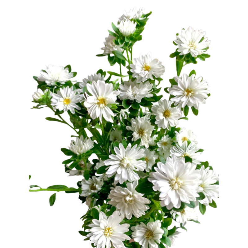 Aster White