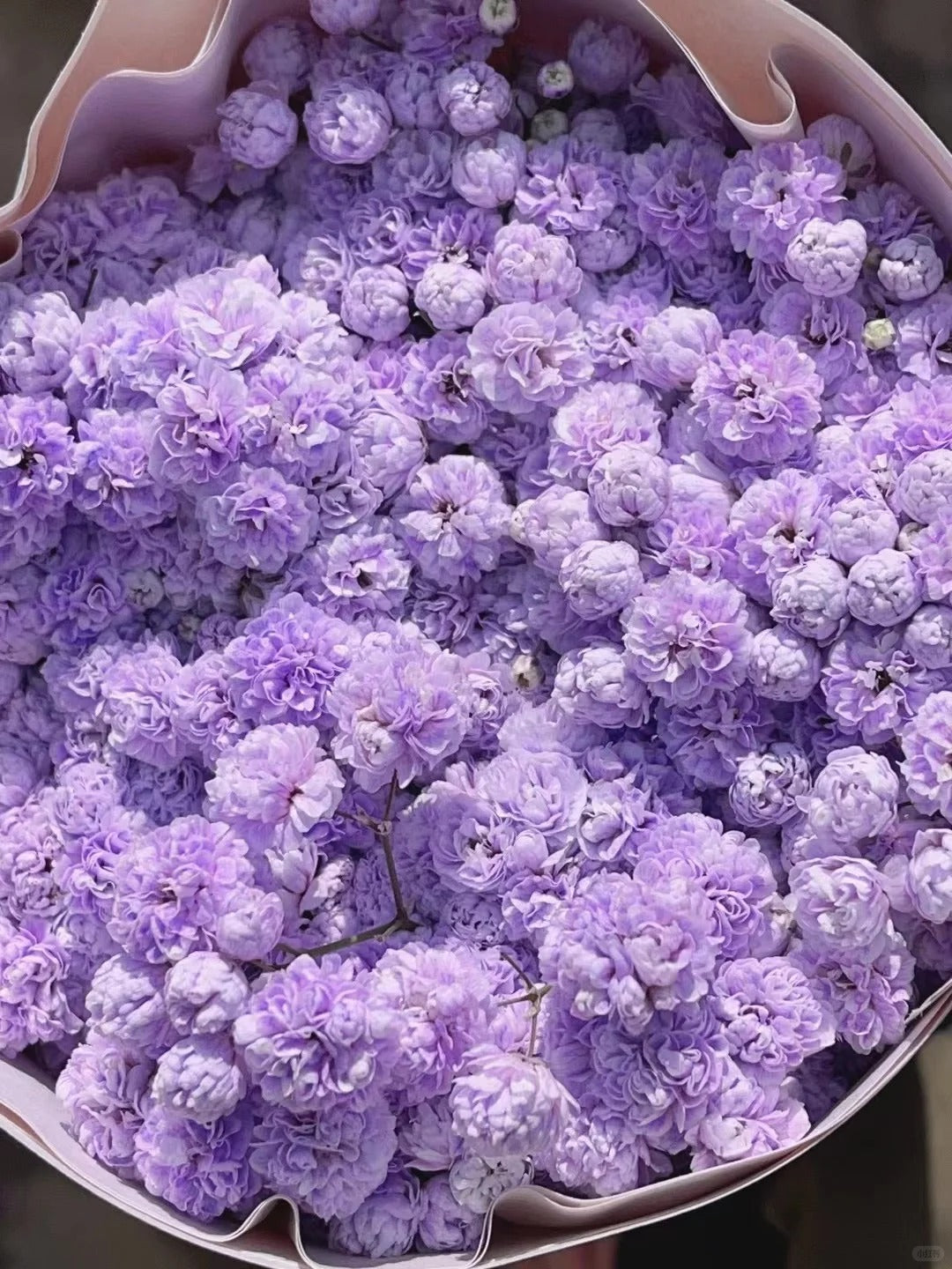 Gypsophila purple满天星紫色