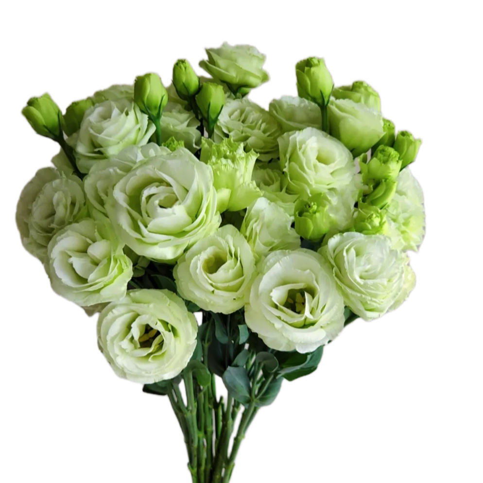 Green Eustoma