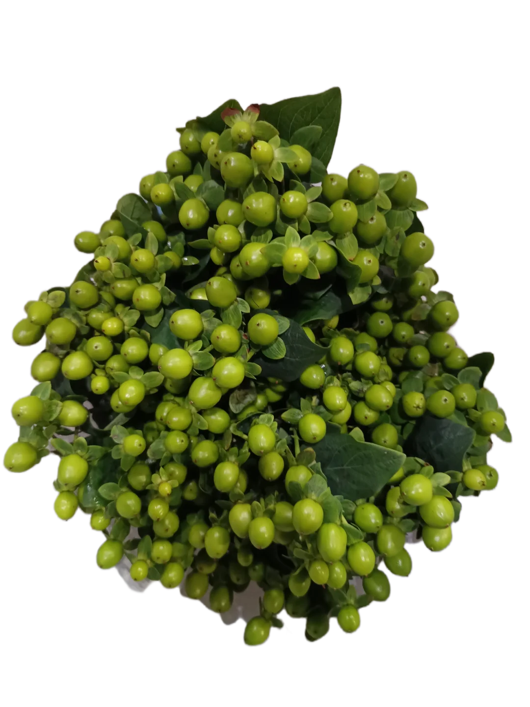 Hypericum Green
