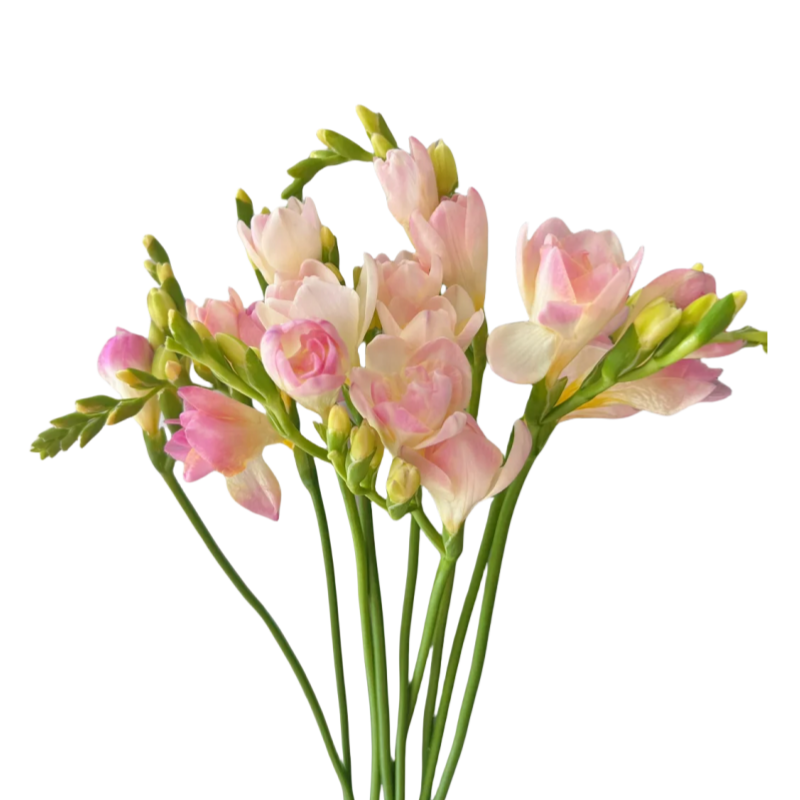 Freesia