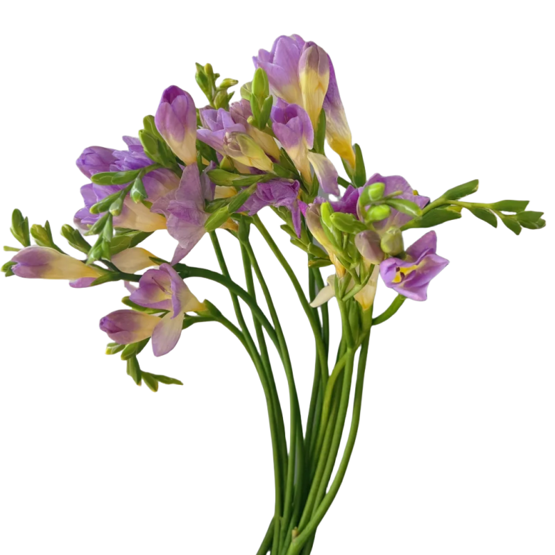 Freesia