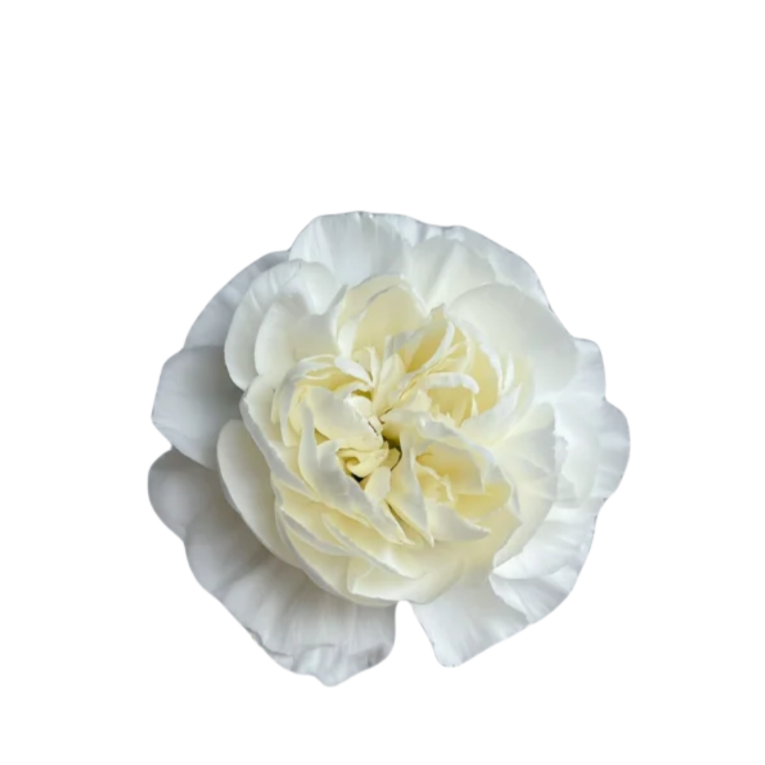 White Carnations