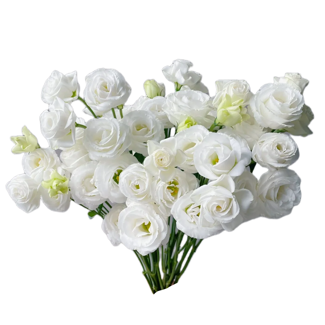 White Eustoma