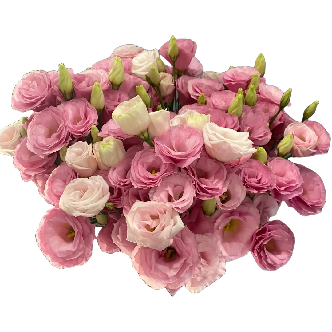 pink Eustoma