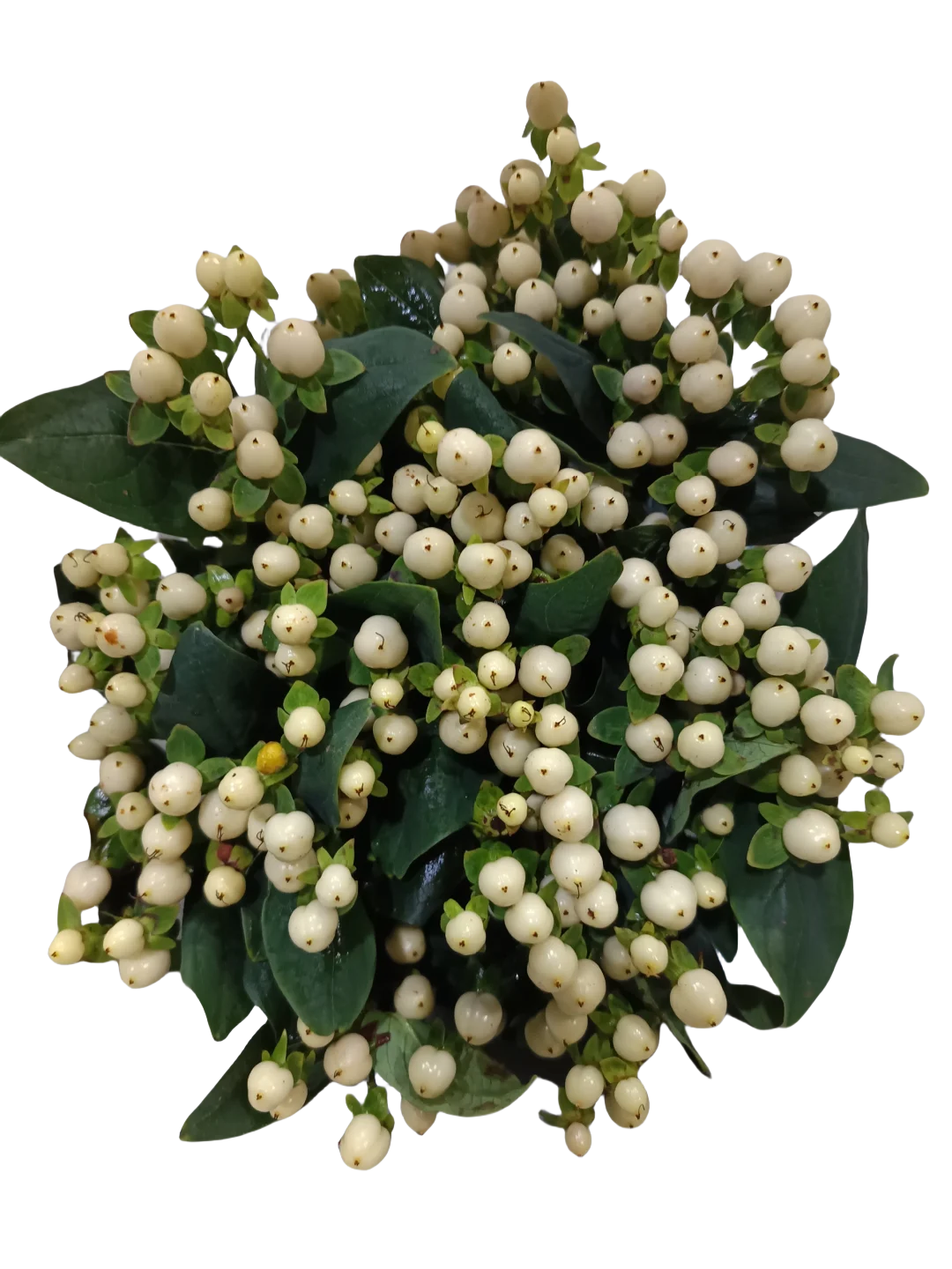 Hypericum White