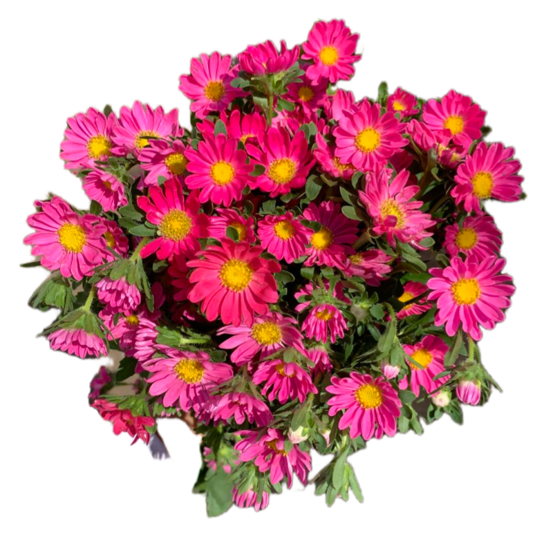 Aster Pink
