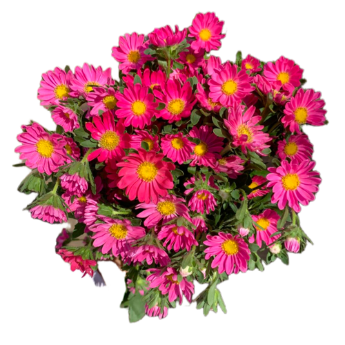 Aster Pink