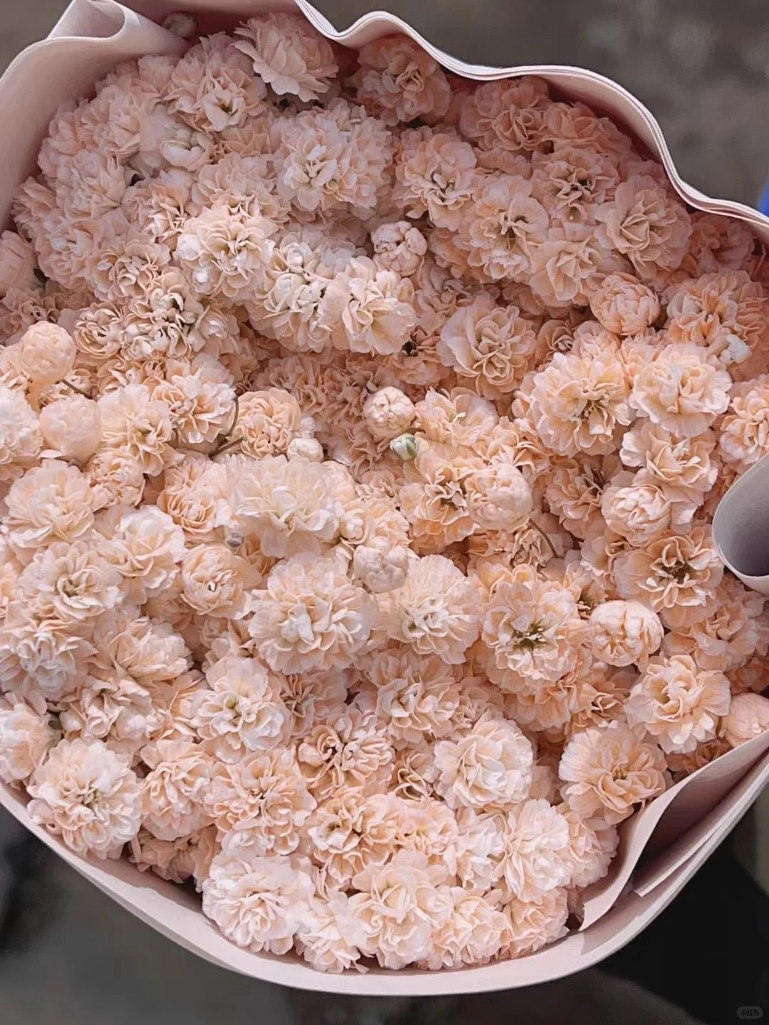 Gypsophila orange满天星橙色