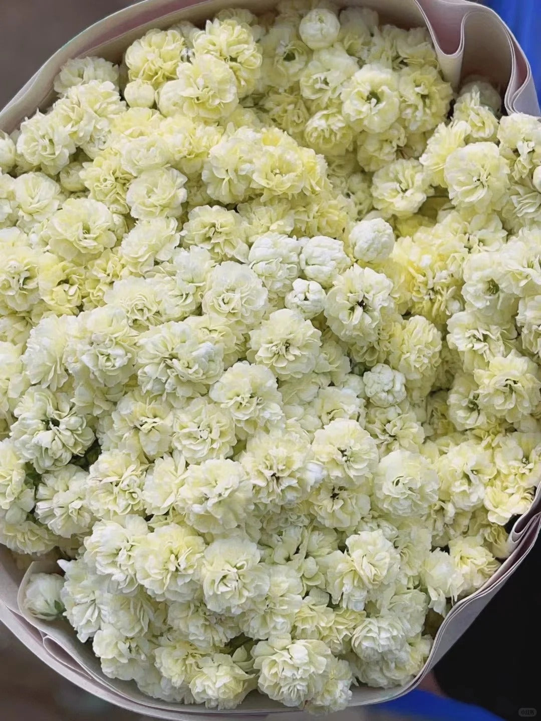 Gypsophila yellow满天星黄色