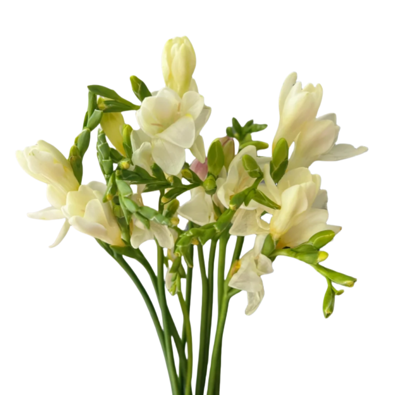 Freesia