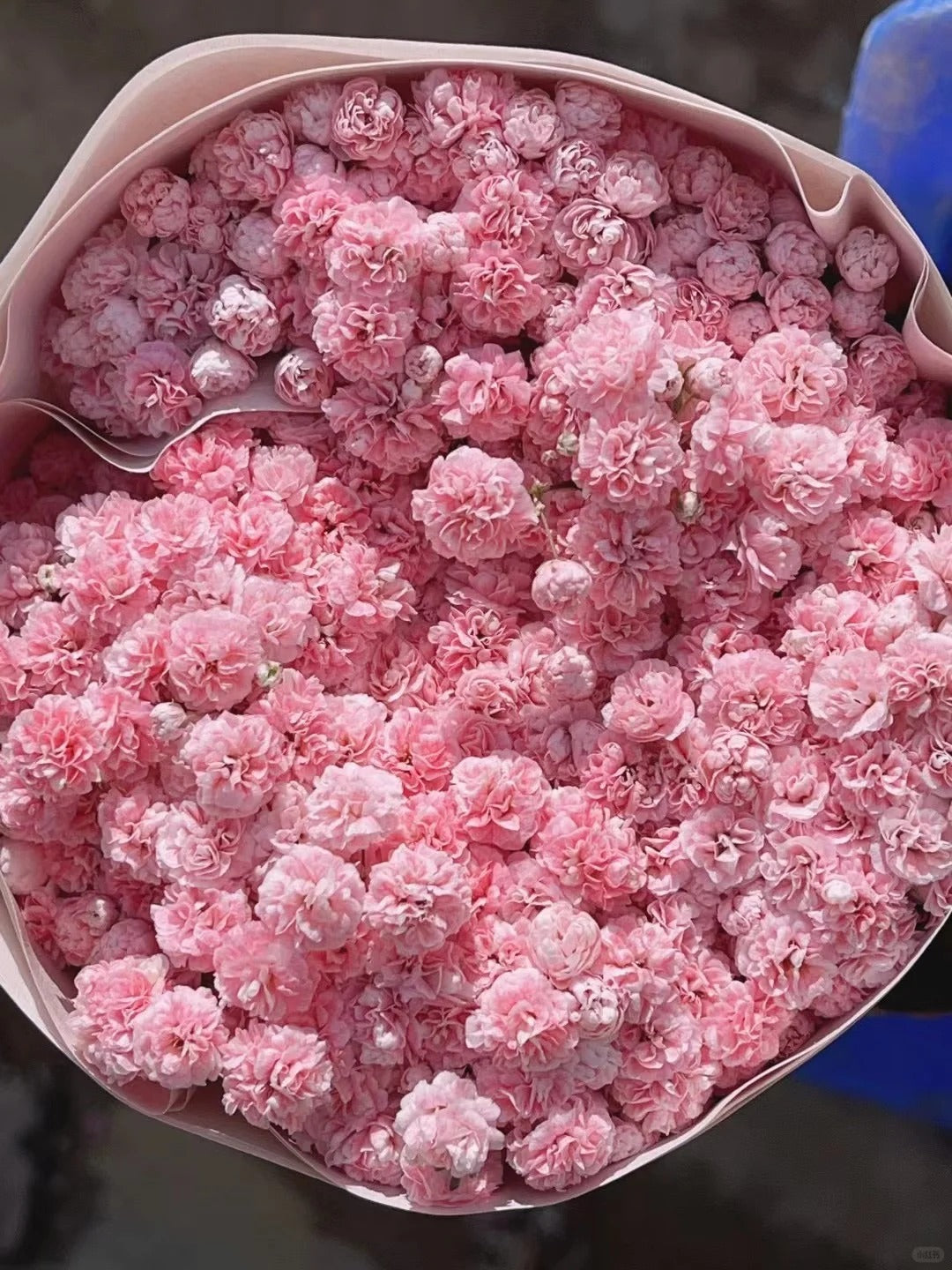 Gypsophila pink满天星粉色