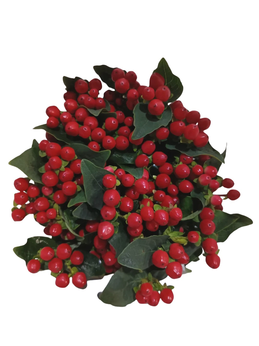Hypericum Red