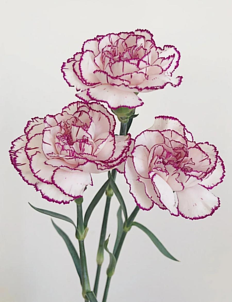 Purple Edge Carnations