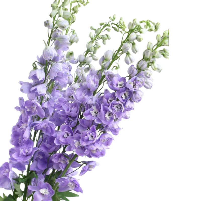 Delphinium