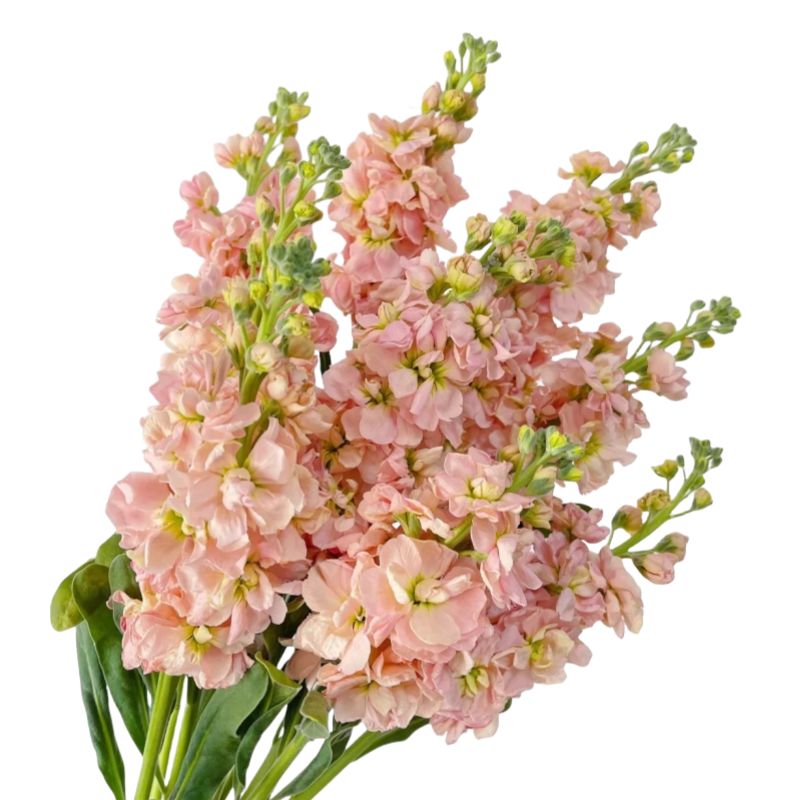 Matthiola