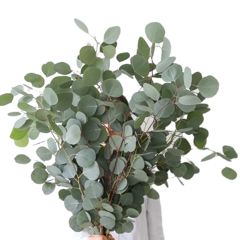 Eucalyptus Parvifolia