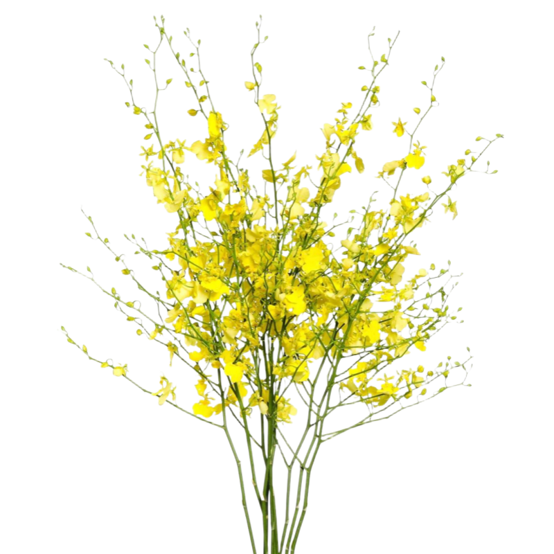 Golden Wish / Oncidium Yellow