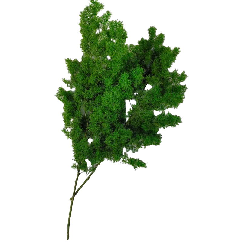 Asparagus Umbellatus