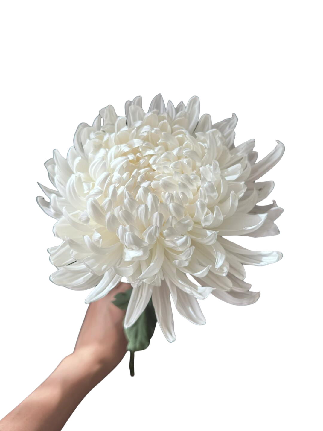 Peony Mum White