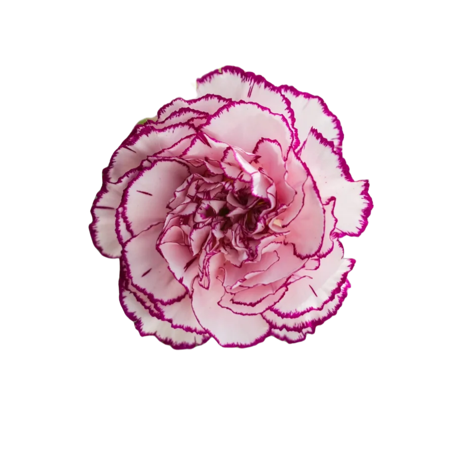 Purple Edge Carnations