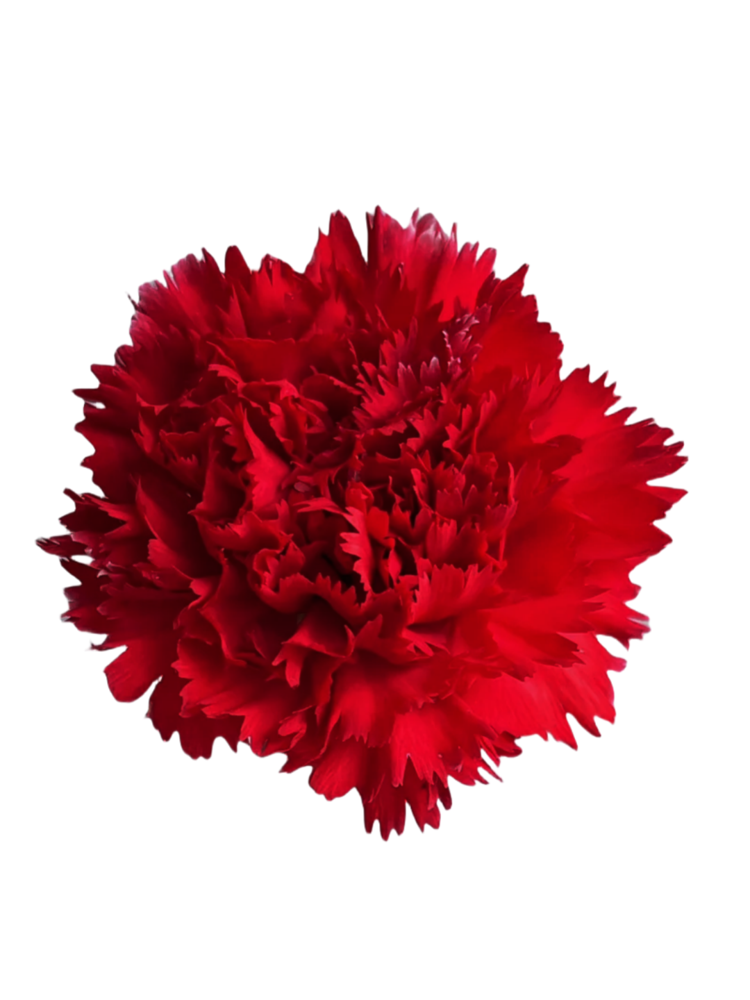 Red Carnations