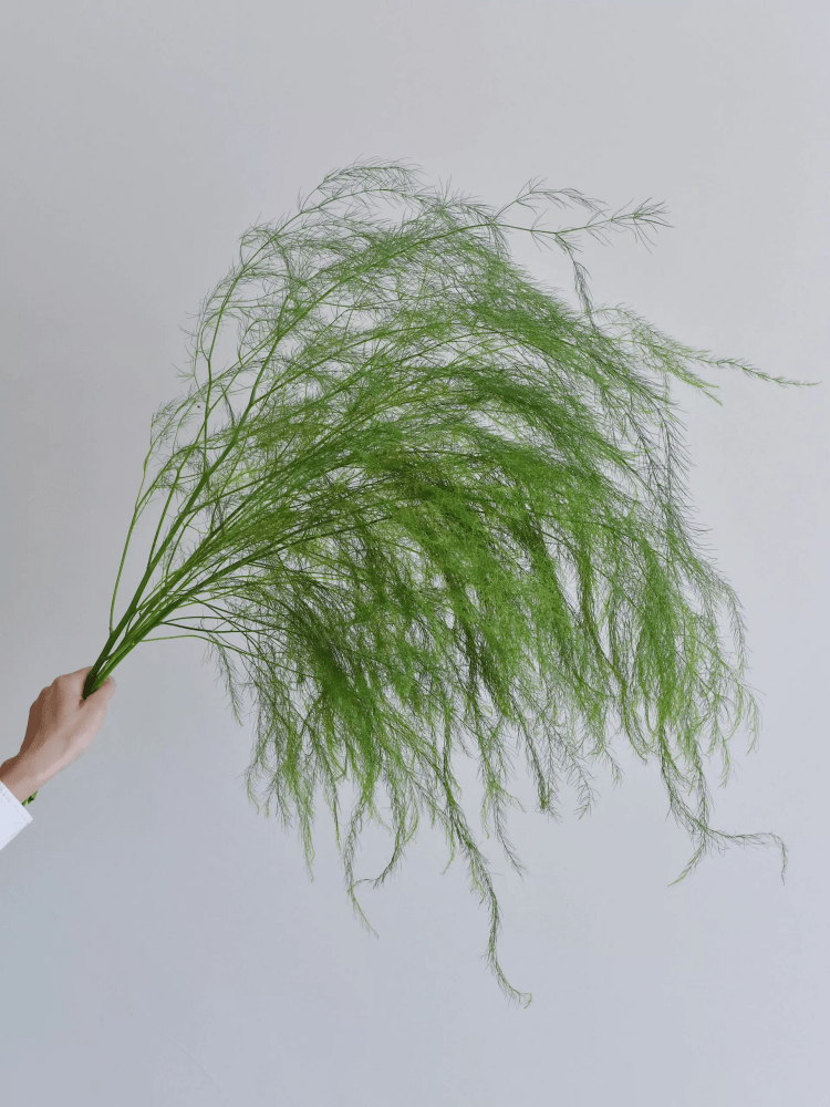 Asparagus officinalis芦荀草 - FOREVERMORE