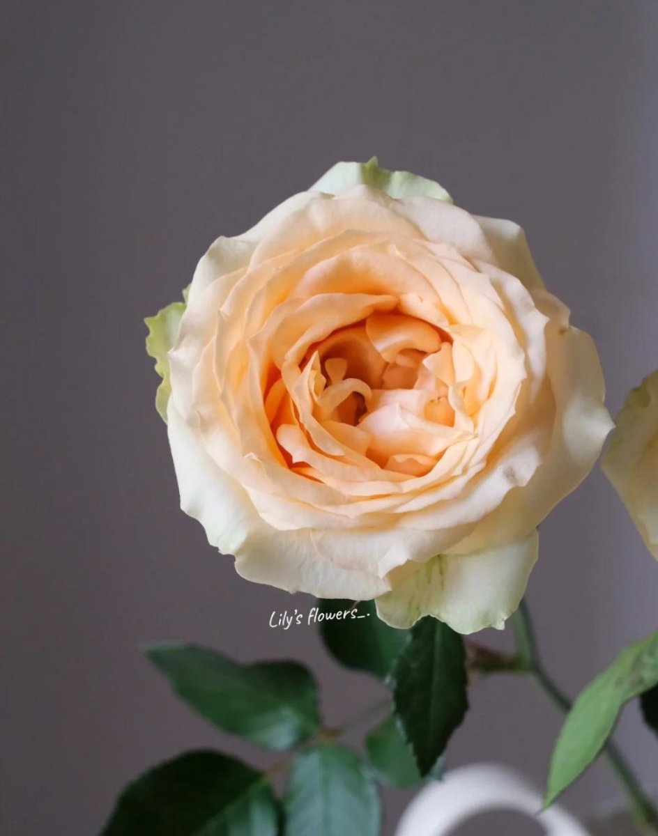 Avalanche Peach 50cm - FOREVERMORE