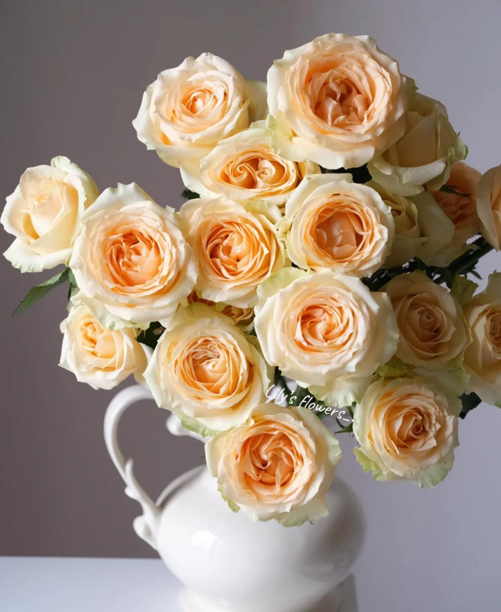 Avalanche Peach 50cm - FOREVERMORE