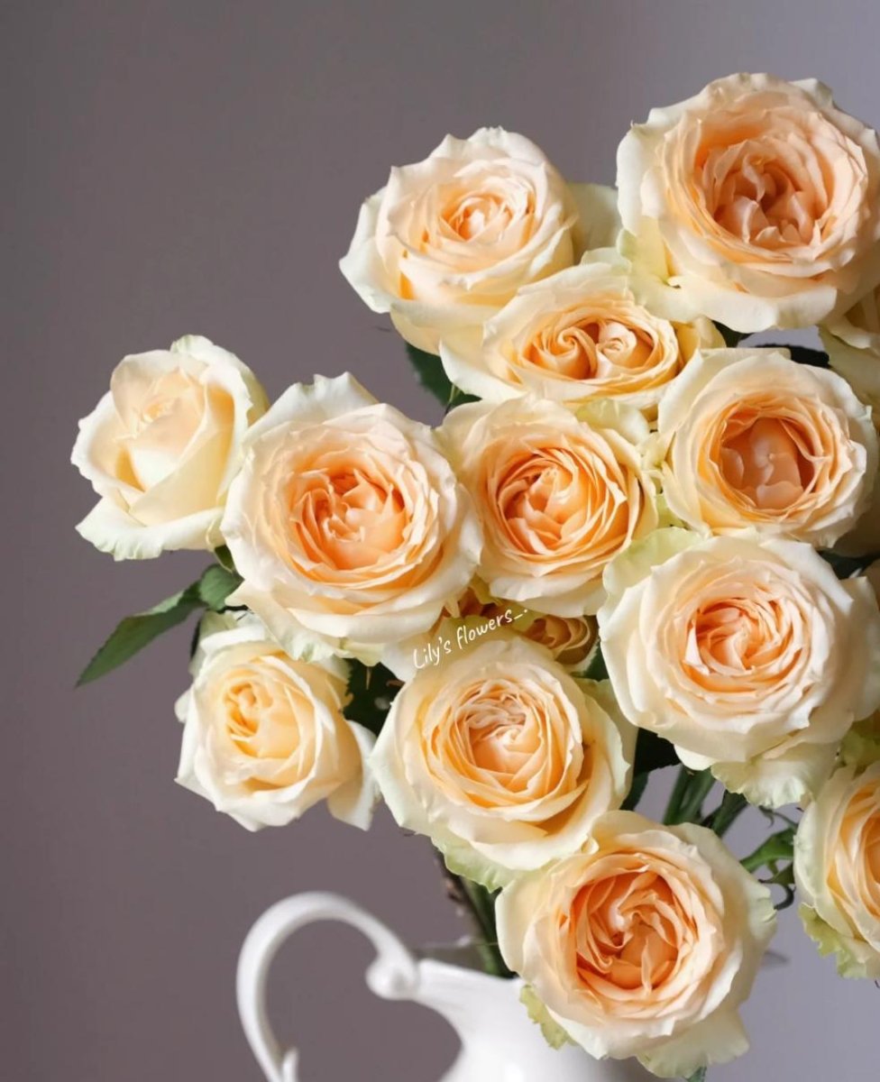 Avalanche Peach 50cm - FOREVERMORE