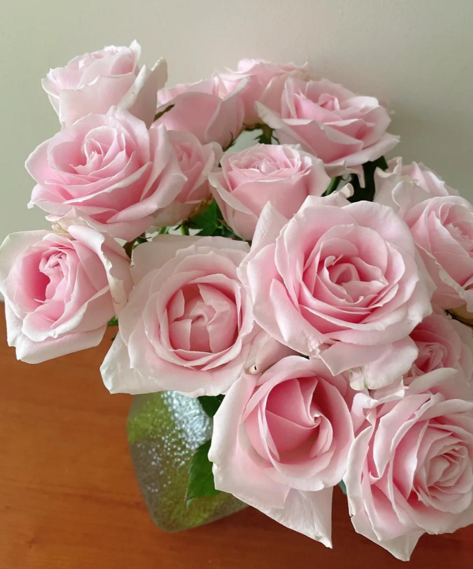 Avalanche Pink Roses 50cm - FOREVERMORE