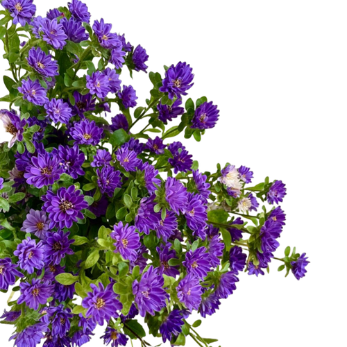 Aster Purple
