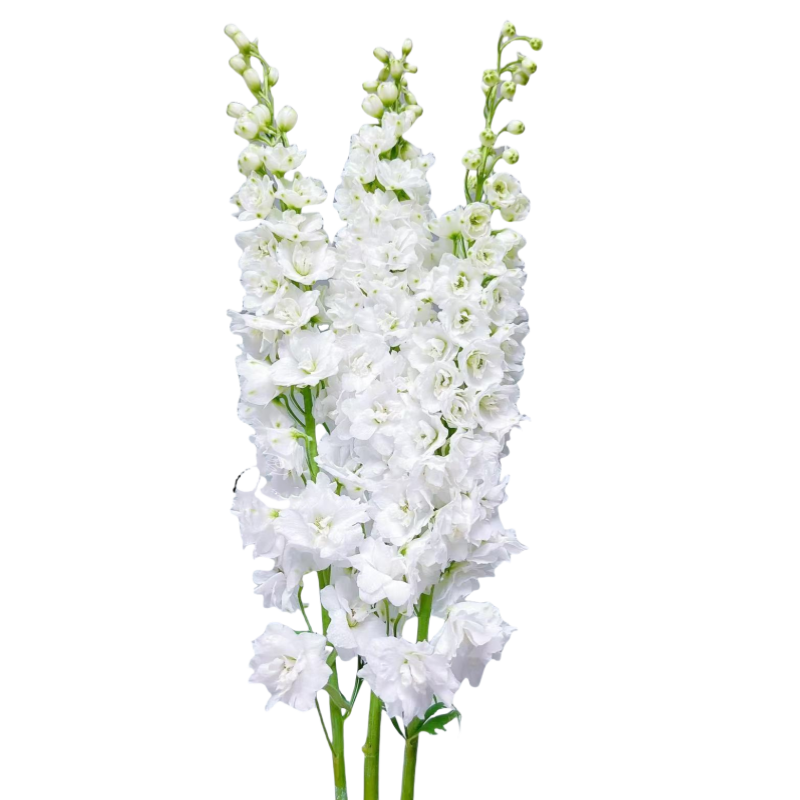Delphinium