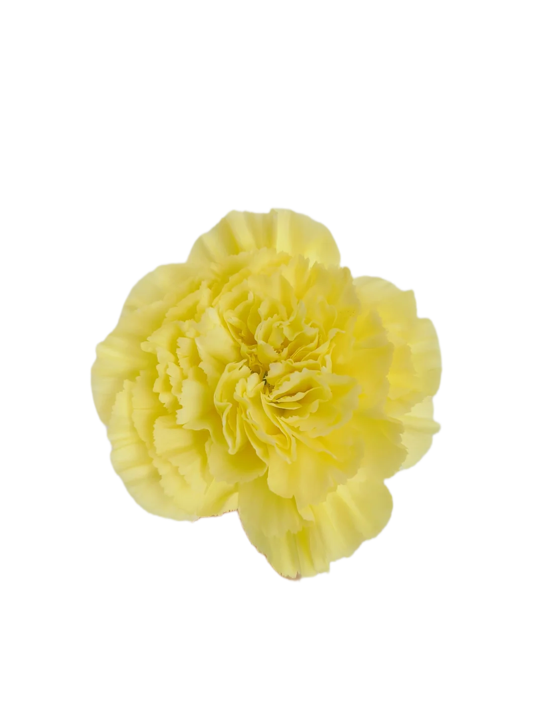 yellow Carnations