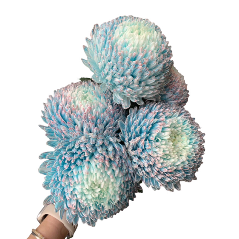 Peony Mum Blue