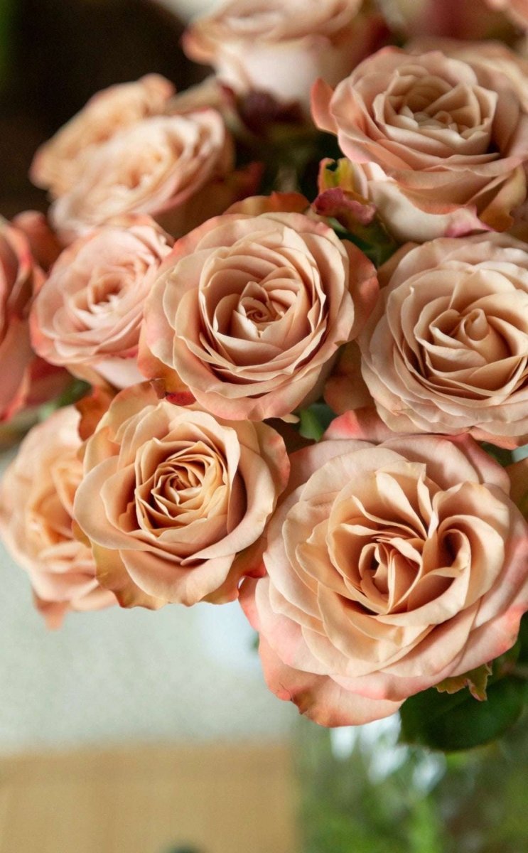 Cappuccino Roses 50cm - FOREVERMORE