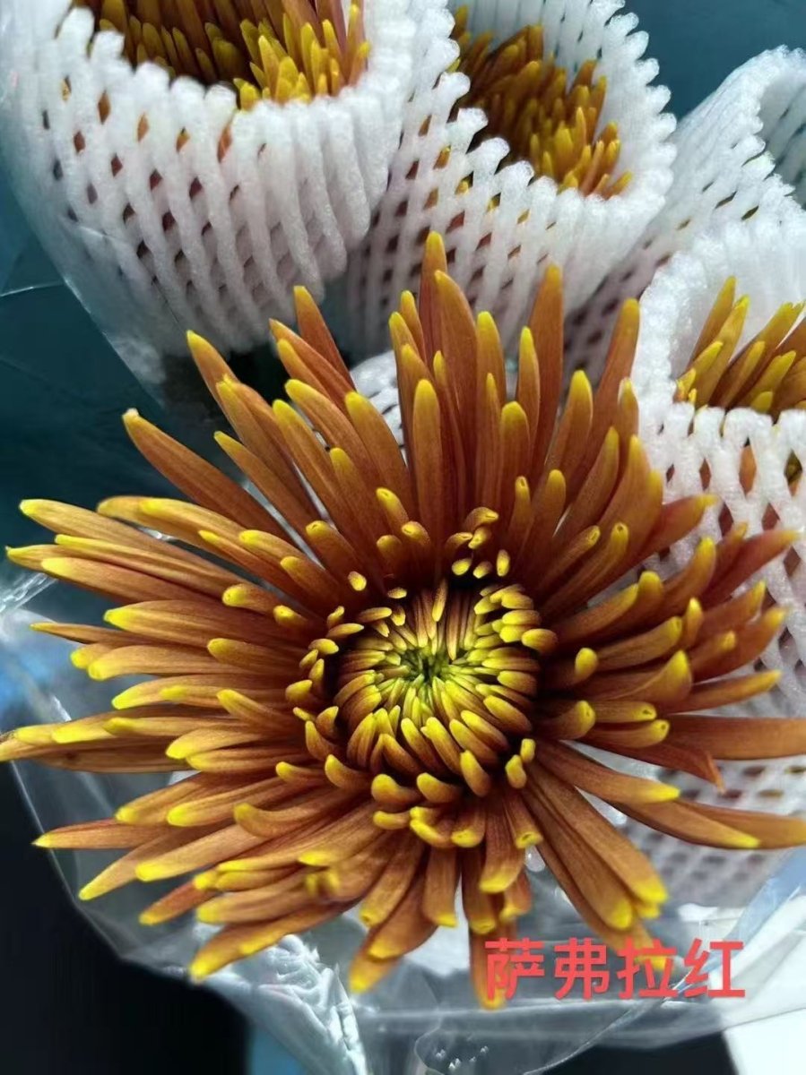 Chrysanthemum Delistar brown 烟花菊 萨弗拉红 - FOREVERMORE