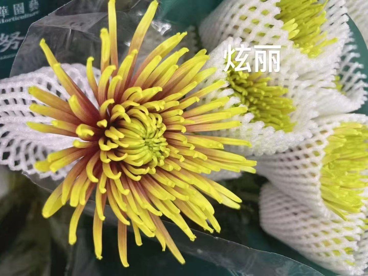 Chrysanthemum Delistar fireworks yellow 烟花菊炫丽 - FOREVERMORE