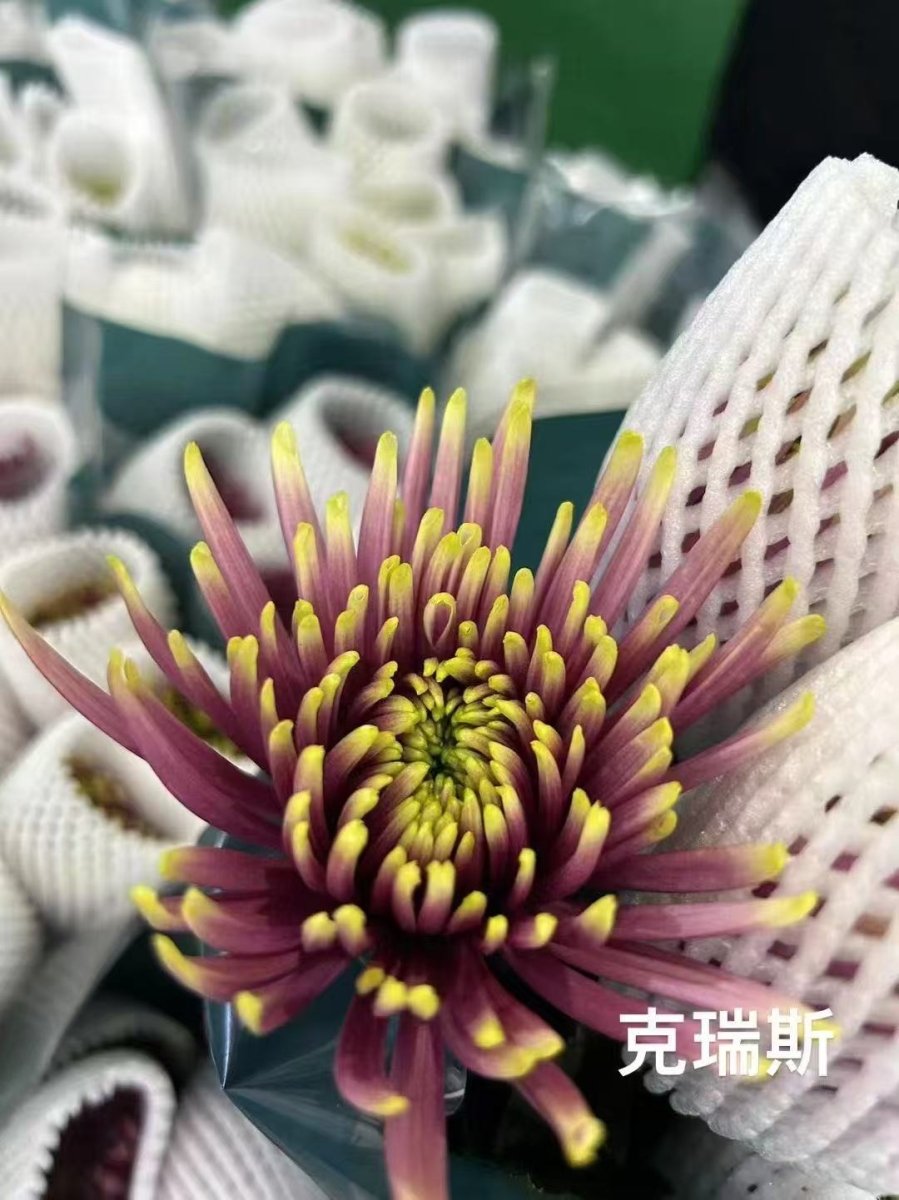 Chrysanthemum Delistar Kries 烟花菊克瑞斯 - FOREVERMORE