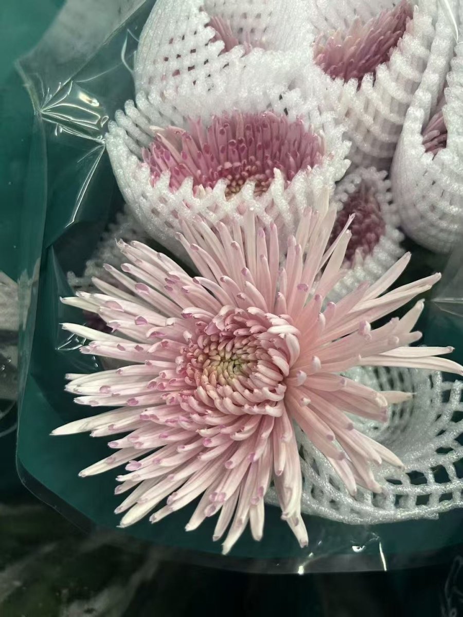 Chrysanthemum Delistar pink 烟花菊粉色 - FOREVERMORE