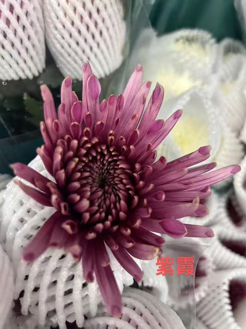 Chrysanthemum Delistar Purple Mist 烟花菊紫霞 - FOREVERMORE