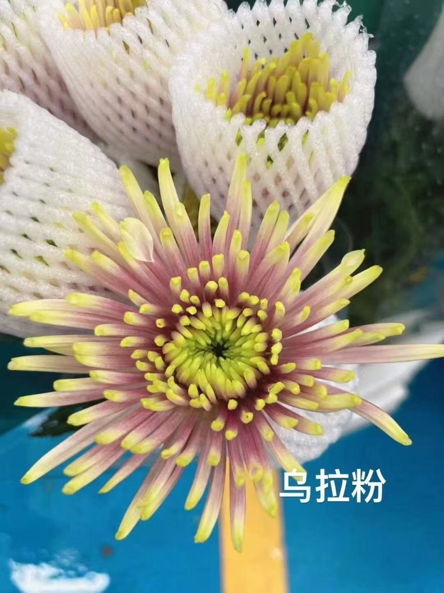 Chrysanthemum Delistar ula pink 烟花菊乌拉粉 - FOREVERMORE