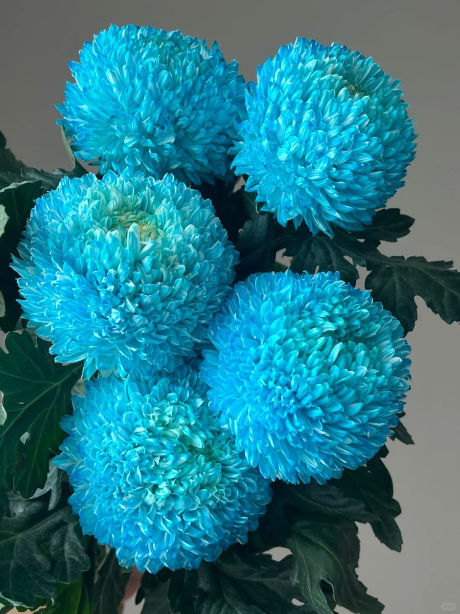 Chrysanthemum Peony blue牡丹菊宝石蓝 - FOREVERMORE